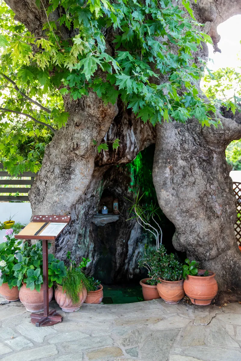 An old tree trunk with potted plants